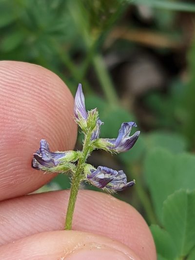 Astragalus reflexus, photographed by Eric Knight