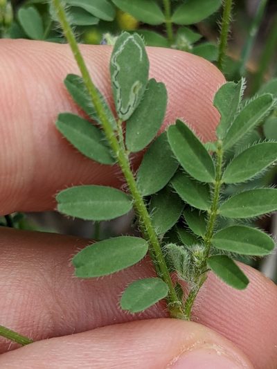 Astragalus reflexus, photographed by Eric Knight