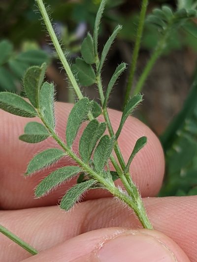 Astragalus reflexus, photographed by Eric Knight