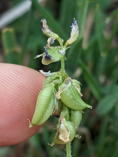 Astragalus reflexus, photographed by Eric Knight
