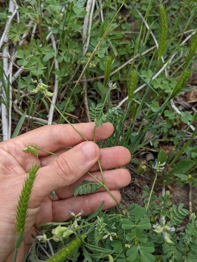 Astragalus reflexus, photographed by Eric Knight