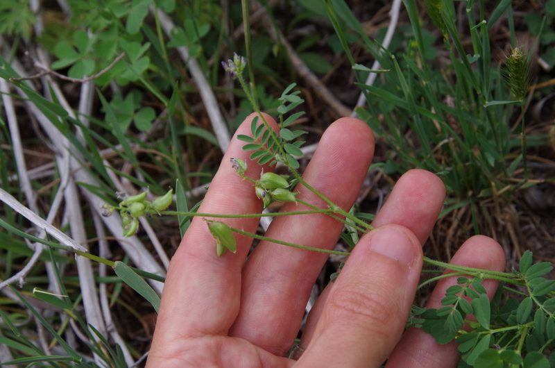 Astragalus reflexus, photographed by Eric Knight