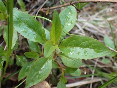 Penstemon serrulatus