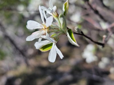 Amelanchier ovalis, photographed by Elias