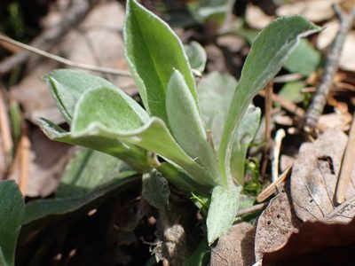 Antennaria howellii, photographed by Shane Johnson