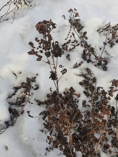 Glycyrrhiza uralensis, photographed by София Р.