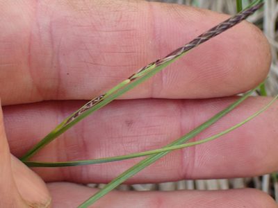 Carex inops, photographed by Shane Johnson