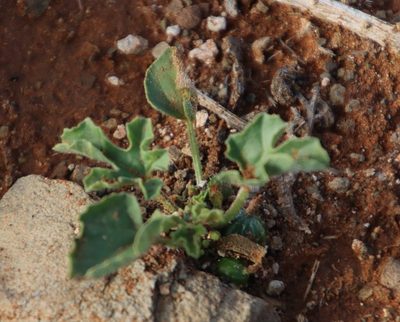 Cucumis myriocarpus, photographed by Tony Rebelo