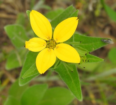 Lindheimera texana, photographed by saltyhiker