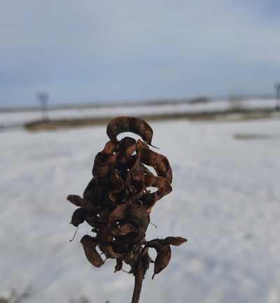 Glycyrrhiza uralensis, photographed by София Р.