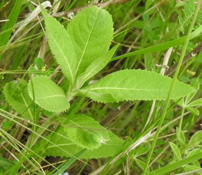 Vernonia baldwinii, photographed by saltyhiker