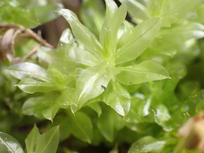 Plagiomnium insigne, photographed by Shane Johnson