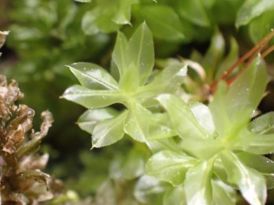 Plagiomnium insigne, photographed by Shane Johnson