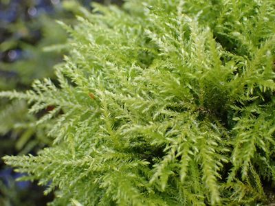 Kindbergia praelonga, photographed by Shane Johnson