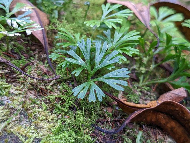 Elaphoglossum peltatum, photographed by Attila Oláh