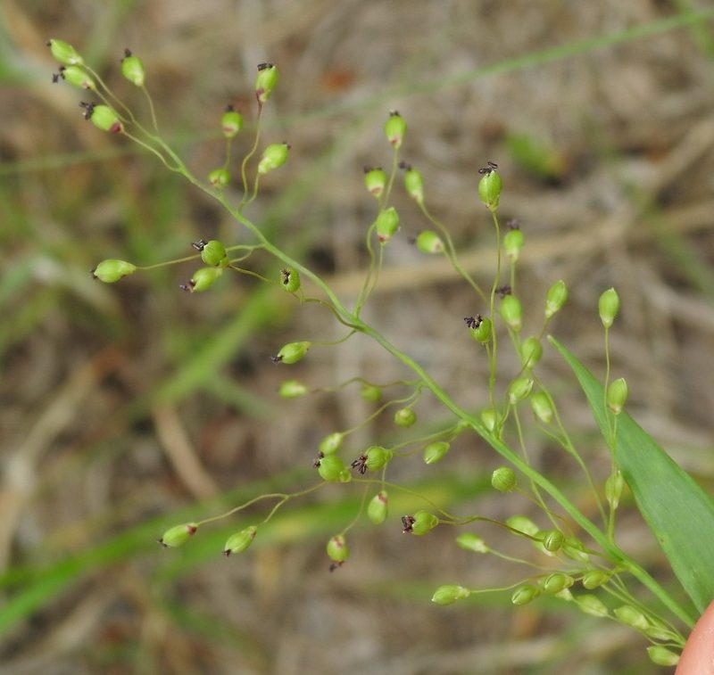Dichanthelium oligosanthes, photographed by saltyhiker