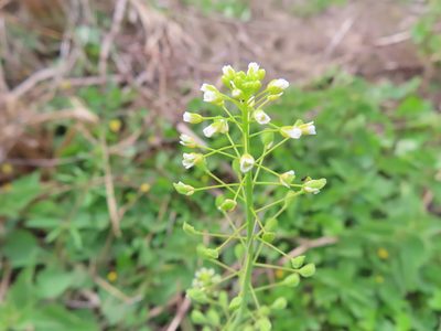 Mummenhoffia alliacea, photographed by Mila C.
