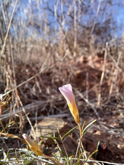 Oxalis burkei, photographed by Danie Palm