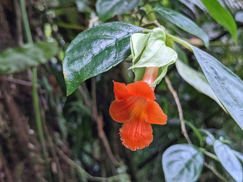 Drymonia rubra, photographed by Attila Oláh