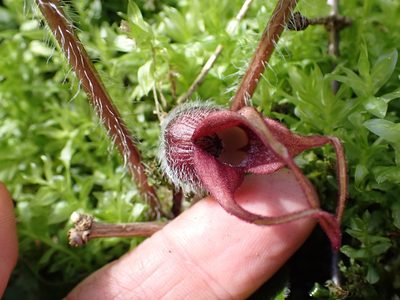Asarum caudatum, photographed by Shane Johnson