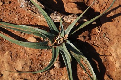 Colchicum asteroides, photographed by Tony Rebelo