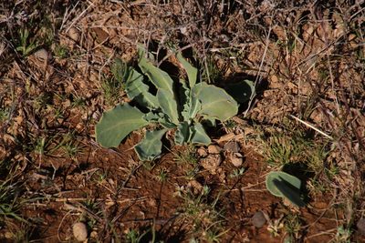 Othonna auriculifolia, photographed by Tony Rebelo