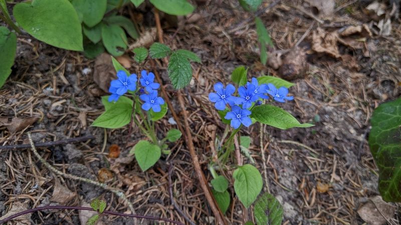 Omphalodes verna, photographed by Philipp