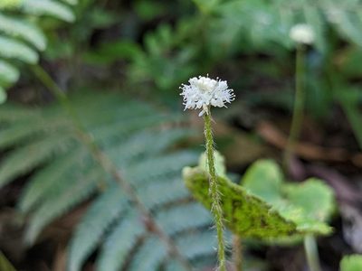 Hydrocotyle leucocephala