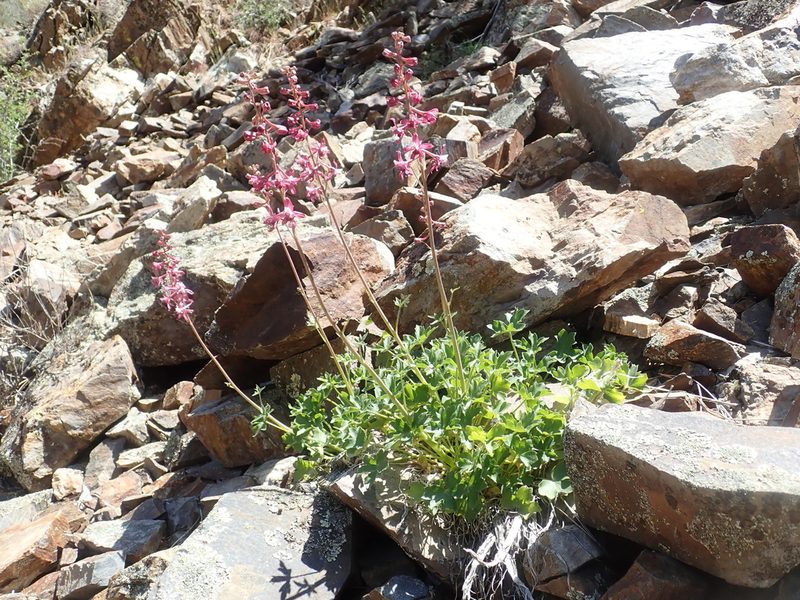 Delphinium purpusii, photographed by Scott Yarger