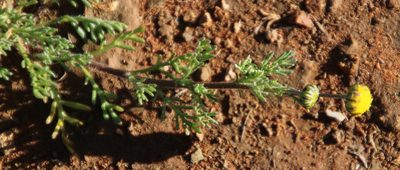 Foveolina dichotoma, photographed by Tony Rebelo
