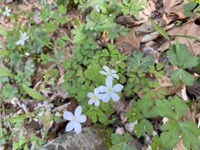 Enemion biternatum, photographed by Emily Franzen