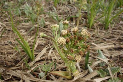 Petasites spurius, photographed by Aleksei Baushev