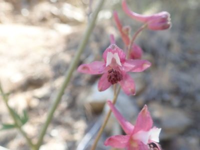 Delphinium purpusii, photographed by Scott Yarger