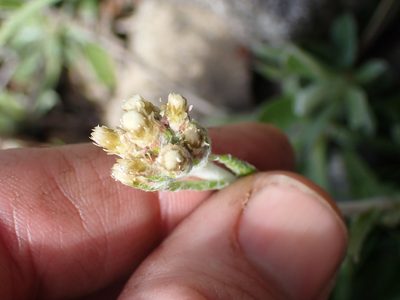 Antennaria howellii, photographed by Shane Johnson
