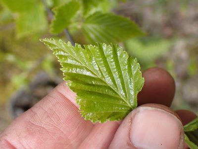 Betula occidentalis, photographed by Shane Johnson