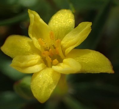 Gnidia simplex, photographed by Nicola van Berkel