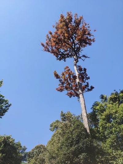 Canarium strictum, photographed by Aparna Krishnan