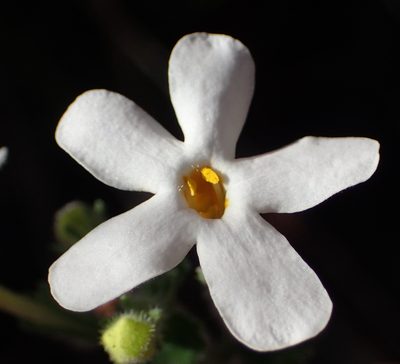 Chaenostoma hispidum, photographed by Nicola van Berkel