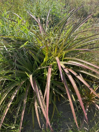 Bromelia balansae, photographed by Thomas Dreux