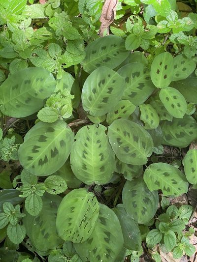 Maranta leuconeura, photographed by Thomas Dreux