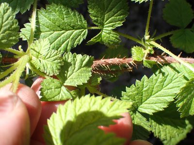 Rubus leucodermis, photographed by Shane Johnson