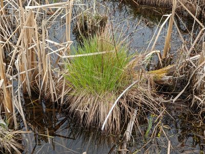 Carex stricta, photographed by Zac Peterson