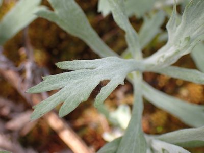Artemisia ludoviciana, photographed by Shane Johnson