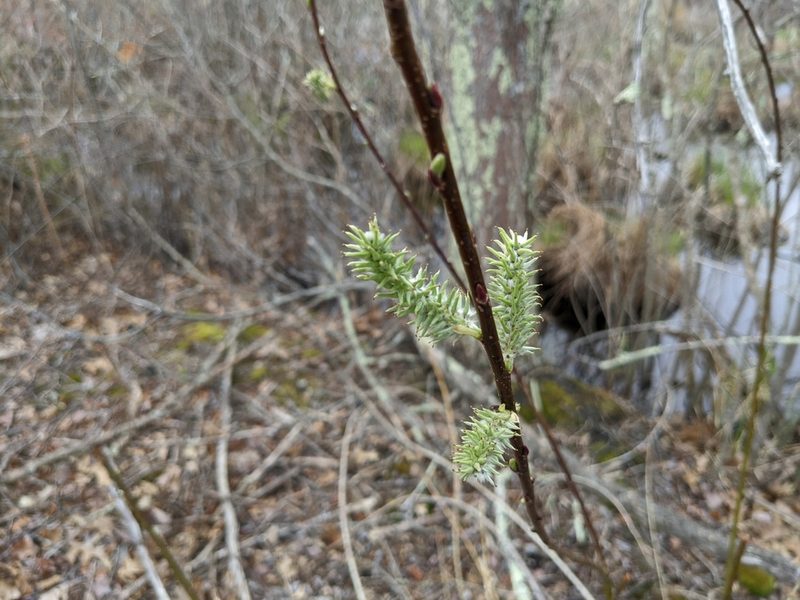 Salix discolor, photographed by Zac Peterson