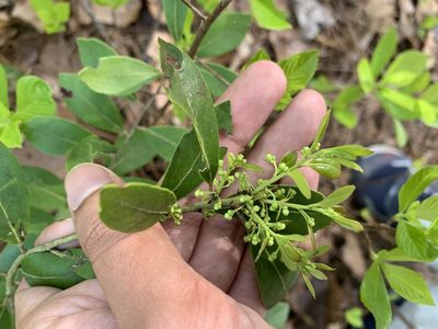 Ilex glabra, photographed by Ashwin Srinivasan