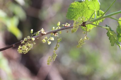 Ribes rubrum, photographed by Michel Langeveld