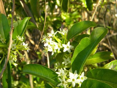 Cestrum axillare, photographed by Tim Kirsten