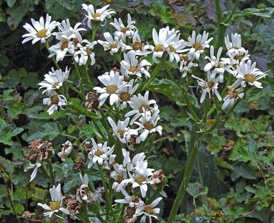 Senecio smithii, photographed by Hugo Hulsberg