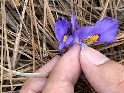 Iris verna, photographed by Ashwin Srinivasan