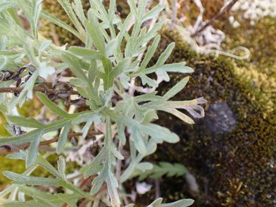 Artemisia ludoviciana, photographed by Shane Johnson